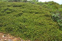 Arctostaphylos uva-ursi suborbiculata