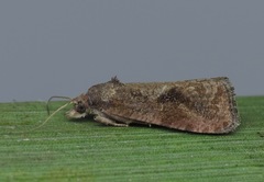 Endothenia ericetana