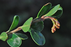 Arctostaphylos uva-ursi suborbiculata