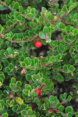Arctostaphylos uva-ursi suborbiculata