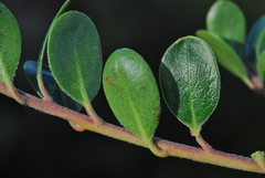 Arctostaphylos uva-ursi suborbiculata