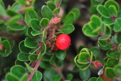 Arctostaphylos uva-ursi suborbiculata