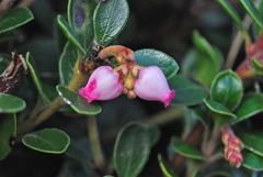 Arctostaphylos uva-ursi suborbiculata