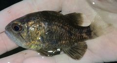 Apogonichthyoides niger