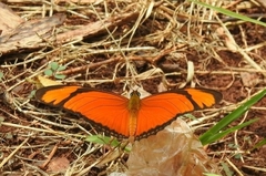 Dryas iulia