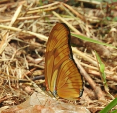 Dryas iulia