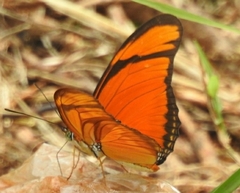 Dryas iulia