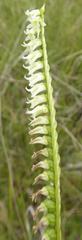 Spiranthes brevilabris var. floridana image