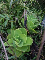 Echeveria pallida