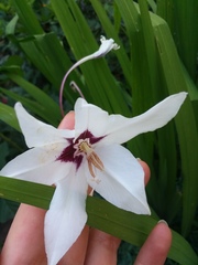 Gladiolus murielae