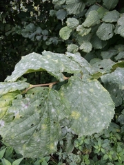 Erysiphe corylacearum