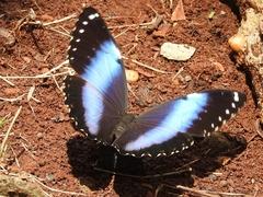 Morpho