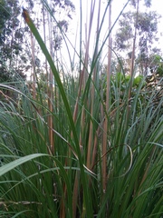Cortaderia nitida