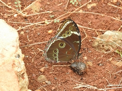 Morpho