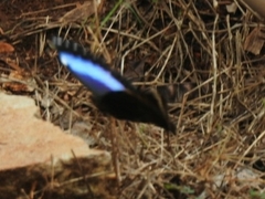 Morpho