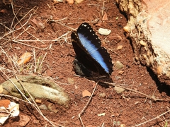 Morpho