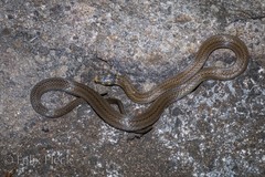 Tantilla melanocephala