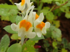 Linaria reflexa
