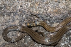 Tantilla melanocephala