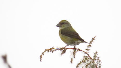 Piquituerto común (Loxia curvirostra)