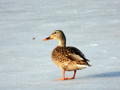 Anas platyrhynchos