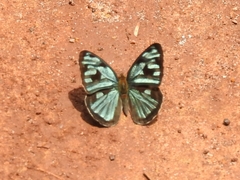 Dynamine postverta