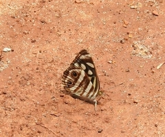 Dynamine postverta