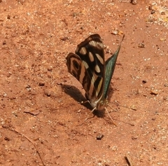 Dynamine postverta