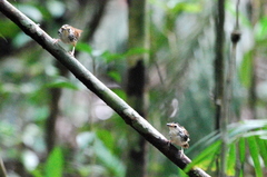 Kenopia striata