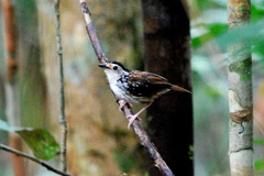 Kenopia striata
