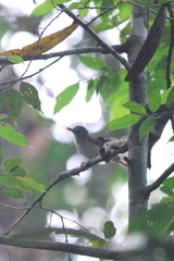 Malacopteron magnirostre