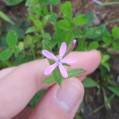 Silene fuscata