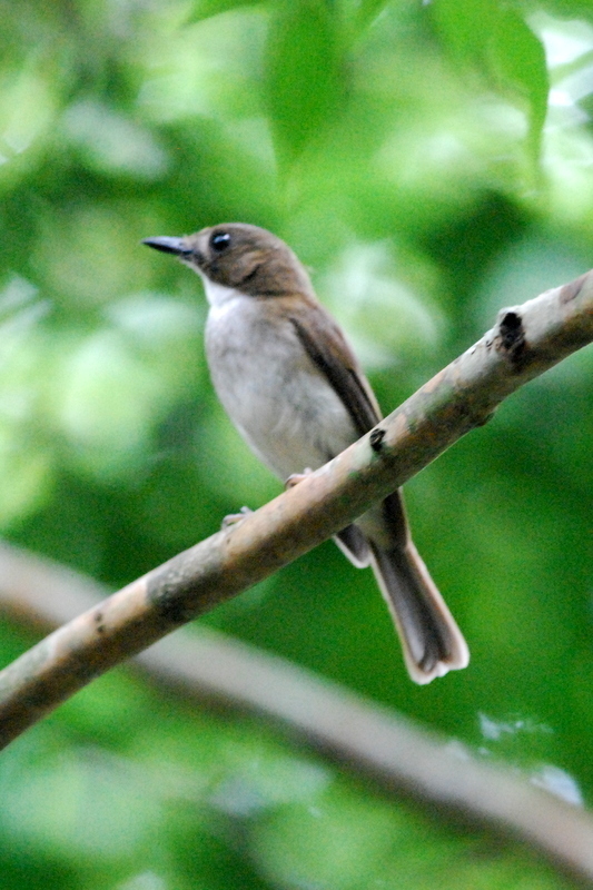 Blue Flycatchers and Jungle Flycatchers