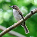 Gray-chested Jungle Flycatcher - Photo (c) Tan Kok Hui, some rights reserved (CC BY-NC), uploaded by Tan Kok Hui