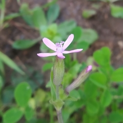 Silene fuscata