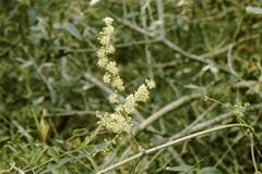 Herreria montevidensis