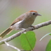 Rufous-fronted Babbler - Photo (c) Tan Kok Hui, some rights reserved (CC BY-NC), uploaded by Tan Kok Hui