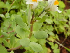 Linaria reflexa