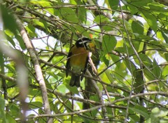 Spindalis nigricephala