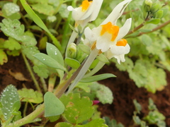Linaria reflexa