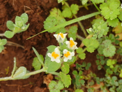 Linaria reflexa