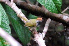 Orthotomus atrogularis