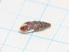 Chondrina avenacea