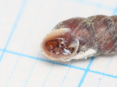 Chondrina avenacea