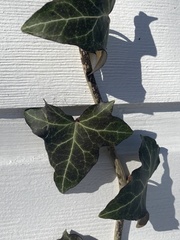 Hedera helix