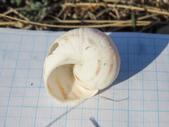 Helix ligata