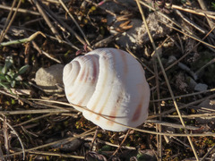 Helix ligata
