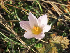 Crocus variegatus