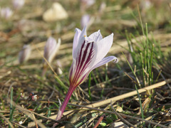 Crocus variegatus