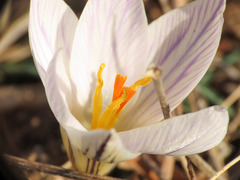 Crocus variegatus